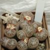 2249 Lithops coleorum