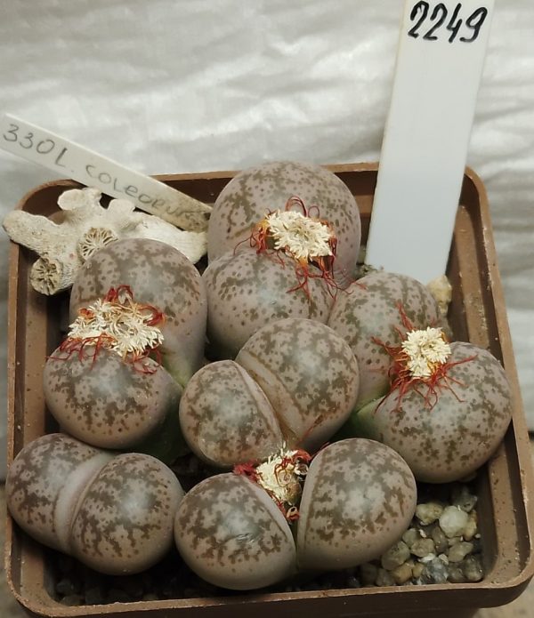 2249 Lithops coleorum