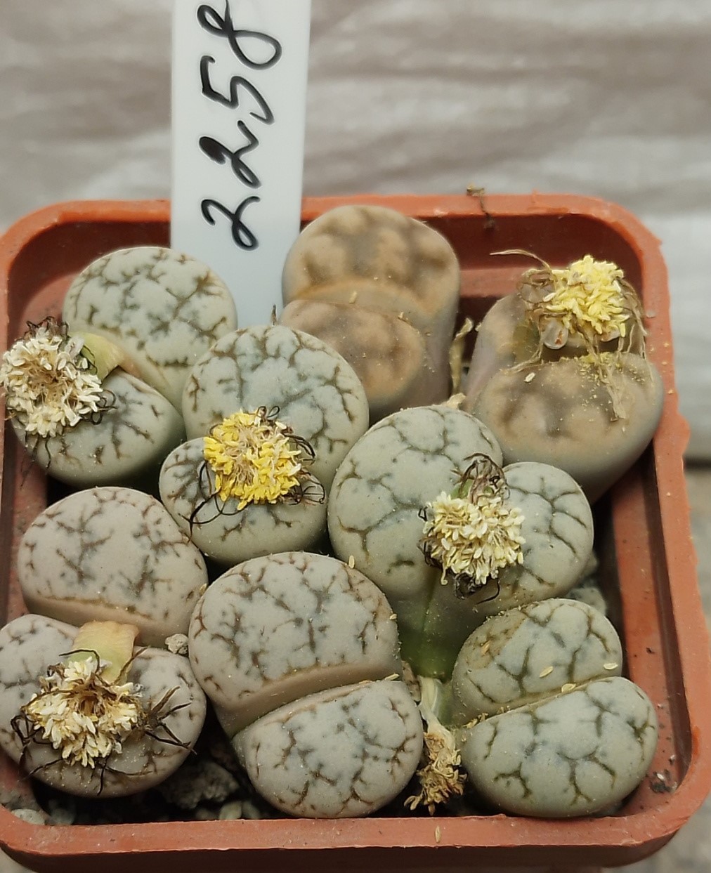 2258 Lithops werneri + Lithops karasmontana —