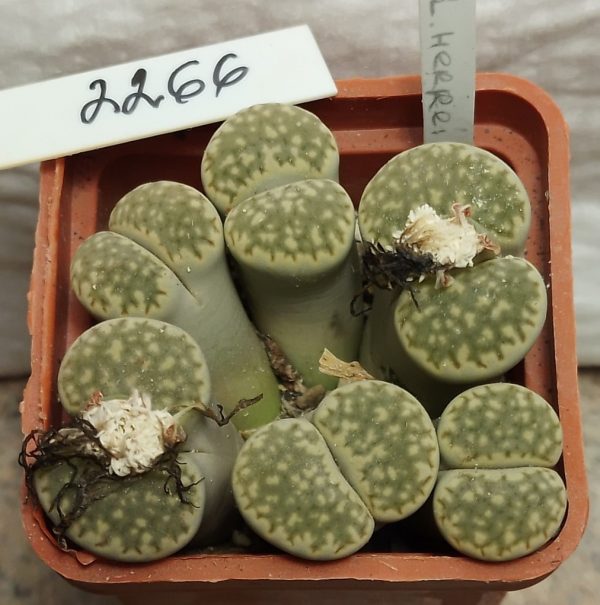 2266 Lithops herrei