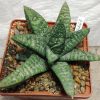 2267 Gasteria batesiana