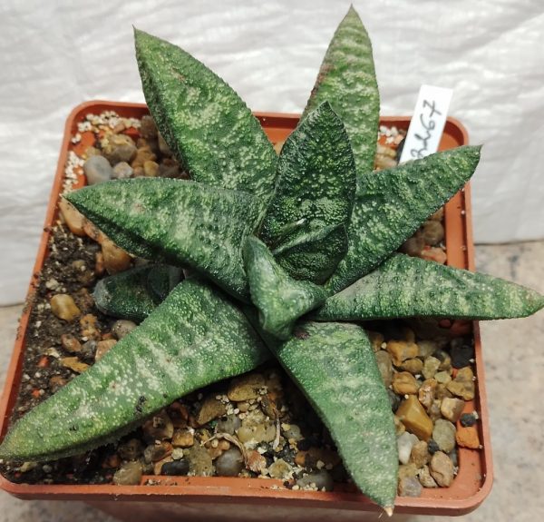 2267 Gasteria batesiana