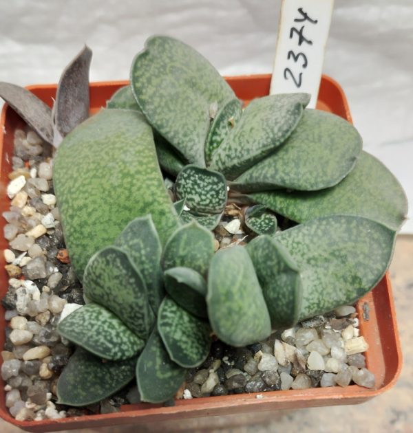 2374 Gasteria brachyphylla v. bayeri