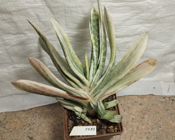 2383 Gasteria obtusa variegata_