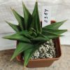 2384 Haworthia pungens