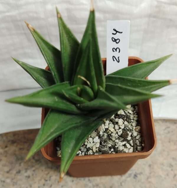 2384 Haworthia pungens