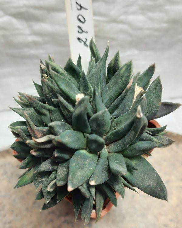 2404 Gasteria nigricans f. monstrose