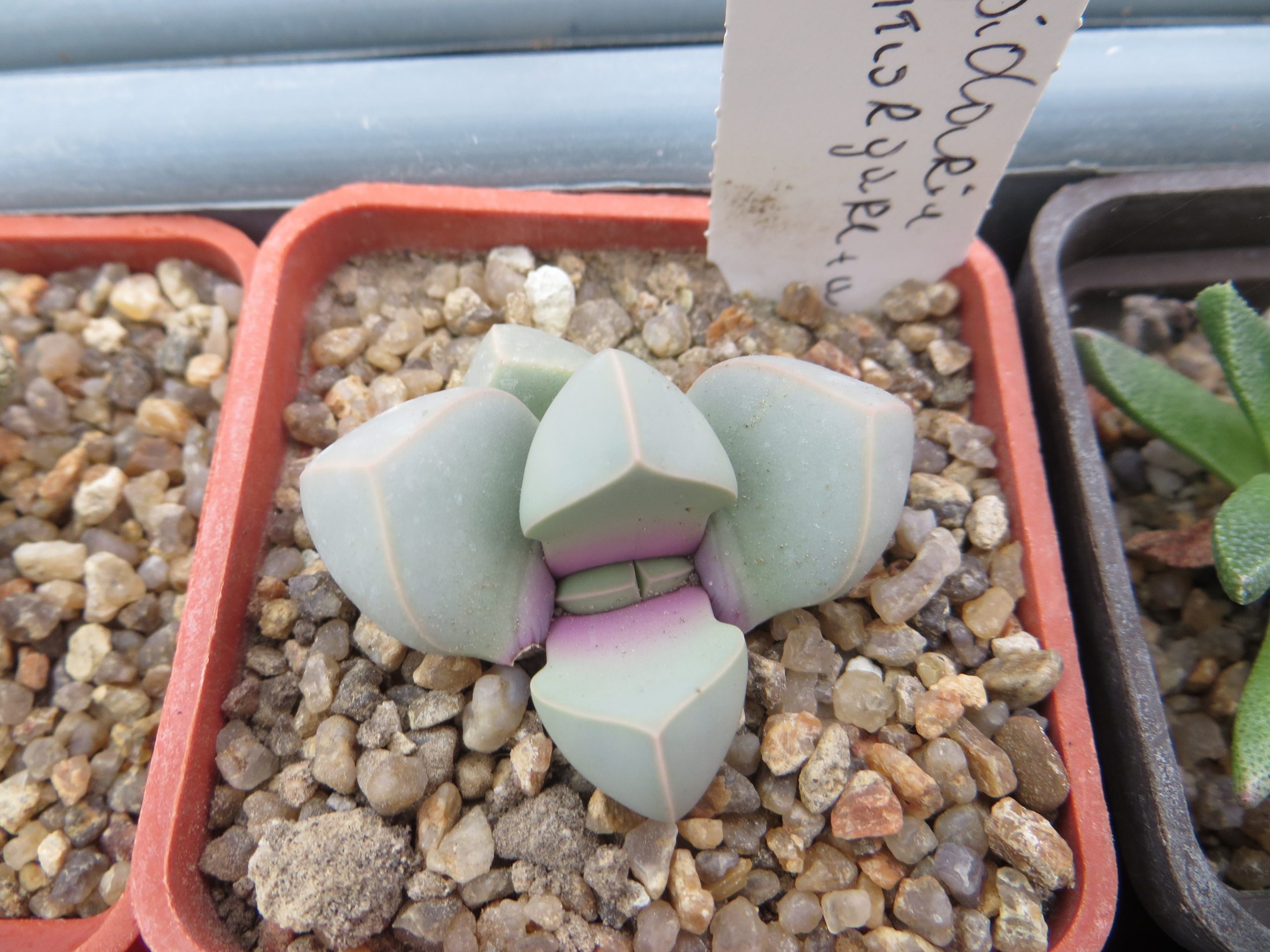 lapidaria margaretae — Cactus-shop