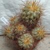 2562 Copiapoa cinerea v. gigantea ‘eremophila’