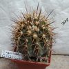 2649 Copiapoa marginata PV2240