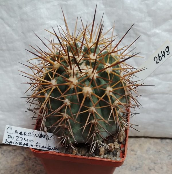 2649 Copiapoa marginata PV2240