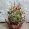 2653 Copiapoa longistaminea -Las Maderas-