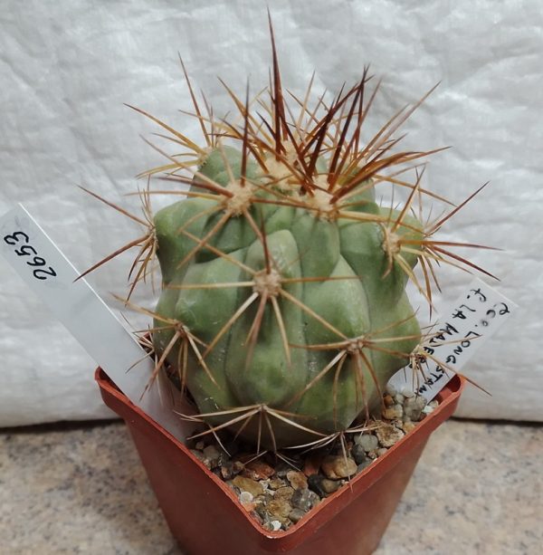 2653 Copiapoa longistaminea -Las Maderas-