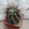 2655 Copiapoa marginata PV2240