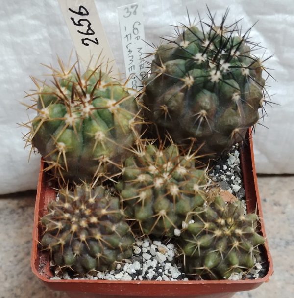 2656 Copiapoa marginata -Flamenco