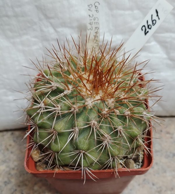 2661 Copiapoa serpentisulcata PV2173