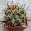 2663 Copiapoa longistaminea -Las Maderas-