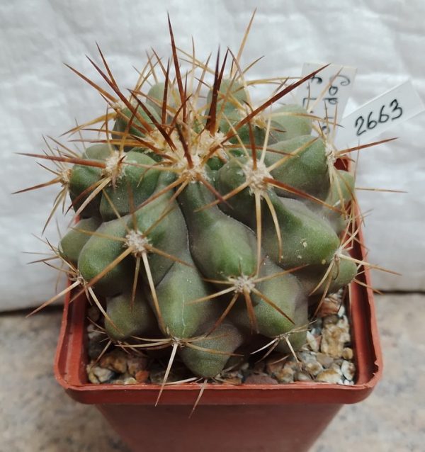 2663 Copiapoa longistaminea -Las Maderas-