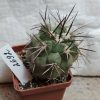 2692 Copiapoa fiedleriana -Huasco-