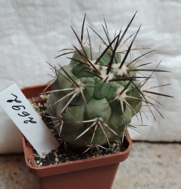 2692 Copiapoa fiedleriana -Huasco-