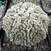 4 Astrophytum asterias cv. Hanazono