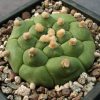 7 Astrophytum asterias cv. kikko