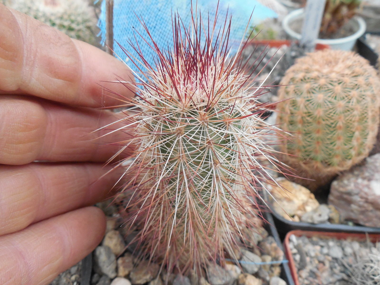 Echinocereus russanthus SB 420 - Brewster Co. Tx. - MG -  Cactus-shop