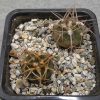 11Gymnocalycium guanchinense v. longispinum LF16b