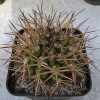 17 Gymnocalycium pungens SB 482