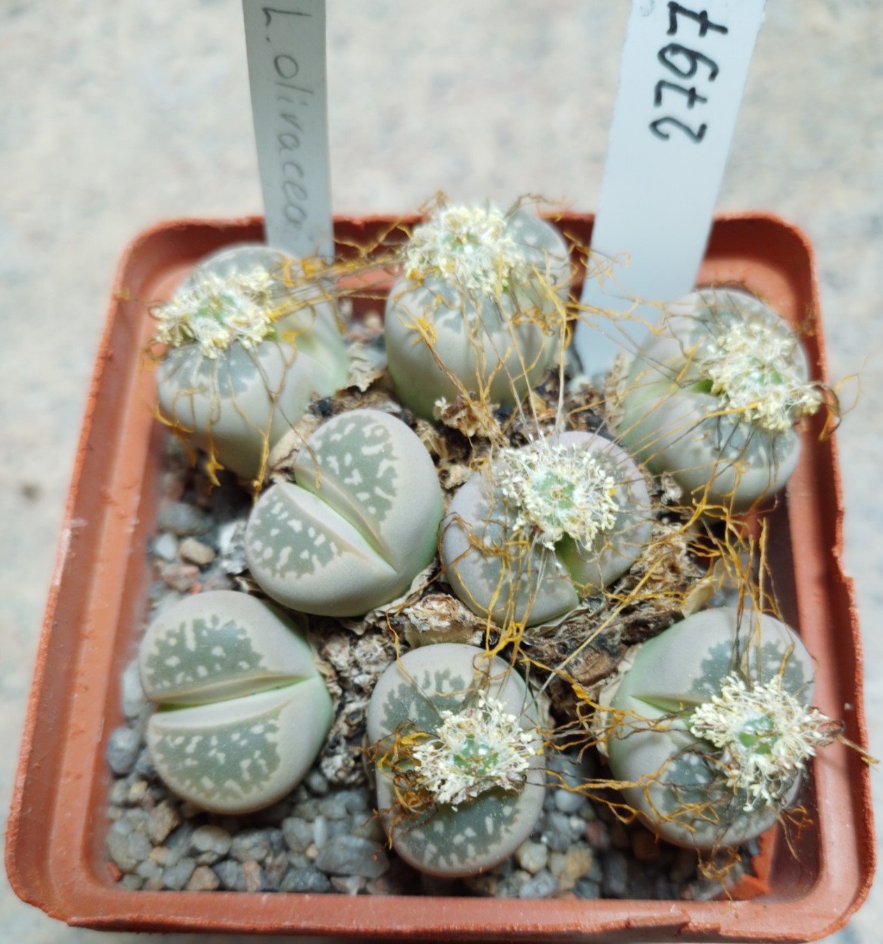 2797 Lithops olivacea весь горшик — Cactus-shop