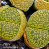 Lithops aucampiae C395 cv. Jackson’s Jade white flower IMG_3435 копия2