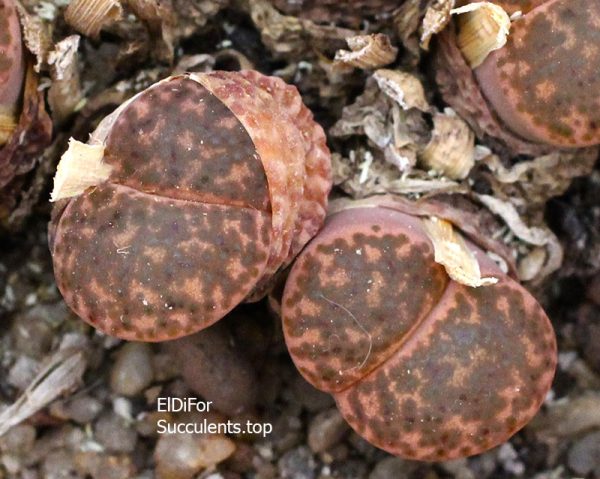 Lithops bromfieldii v.glaudinae C382 (MG-1559) IMG_3496 копия