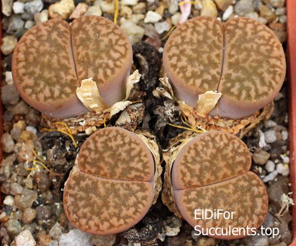 Lithops hookeri var. marginata C338 35 km SE of Hopetown IMG_3249 копия