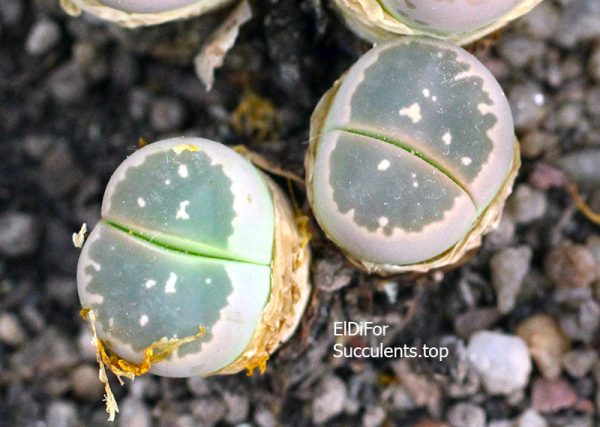 Lithops olivacea C109 10 km N of Pofadder, South Africa IMG_3757 копия