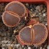 lithops aucampiae Red IMG_3413 копия