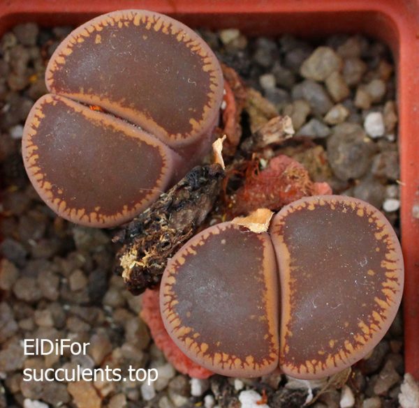 lithops aucampiae Red IMG_3413 копия