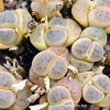 lithops dinteri (3724) ТК IMG_3724 копия