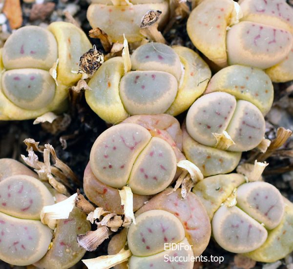 lithops dinteri (3724) ТК IMG_3724 копия