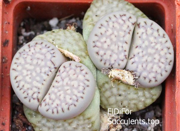 lithops julii fulleri IMG_3265 копия