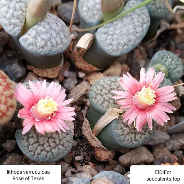 lithops verruculosa Rose of texas