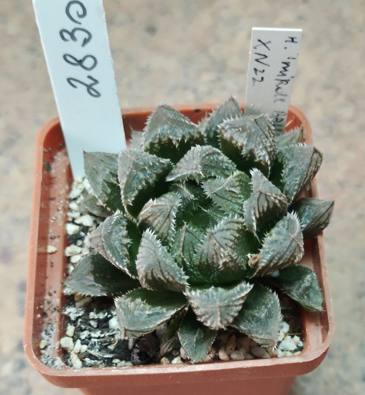 2830 Haworthia 'Mirror Ball' x Haworthia cooperi x 'Kegazato' —