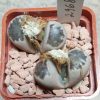 2968 Lithops dorotheae F357