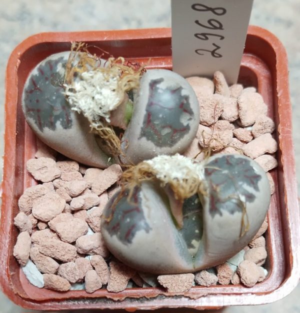 2968 Lithops dorotheae F357