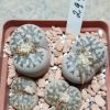 2993 Lithops dorothea