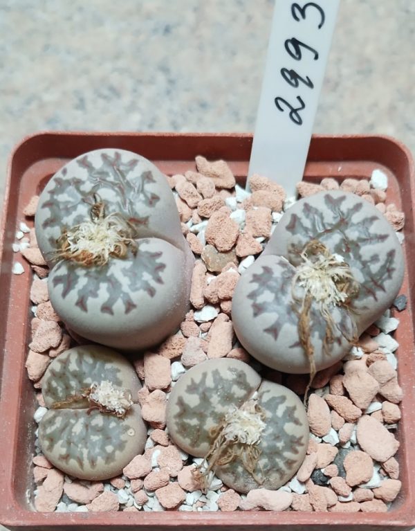 2993 Lithops dorothea