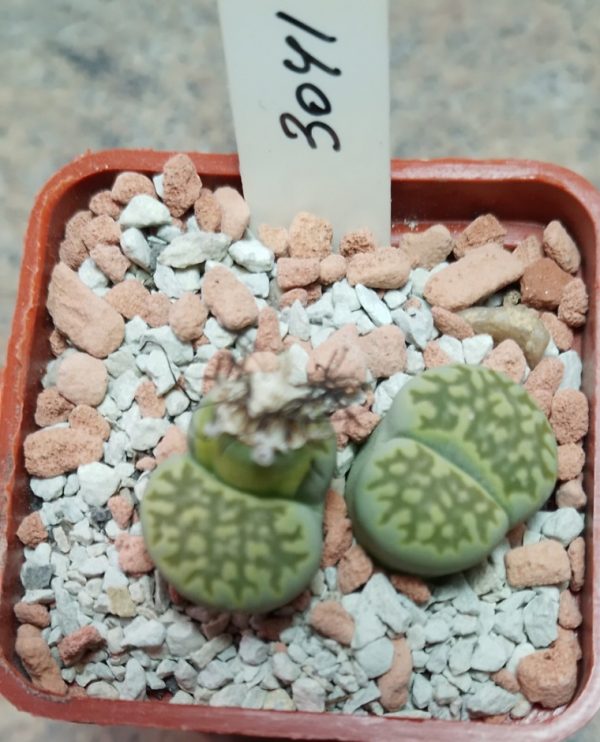 3041 Lithops julii ssp. fulleri ‘Fullergreen’
