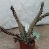 3099 Huernia lodarensis -Yemen-