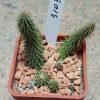 3103 Huernia pillansii -Germania-