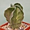 Astrophytum myriostigma ‘Fukuryi’ -100