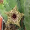 Huernia striata